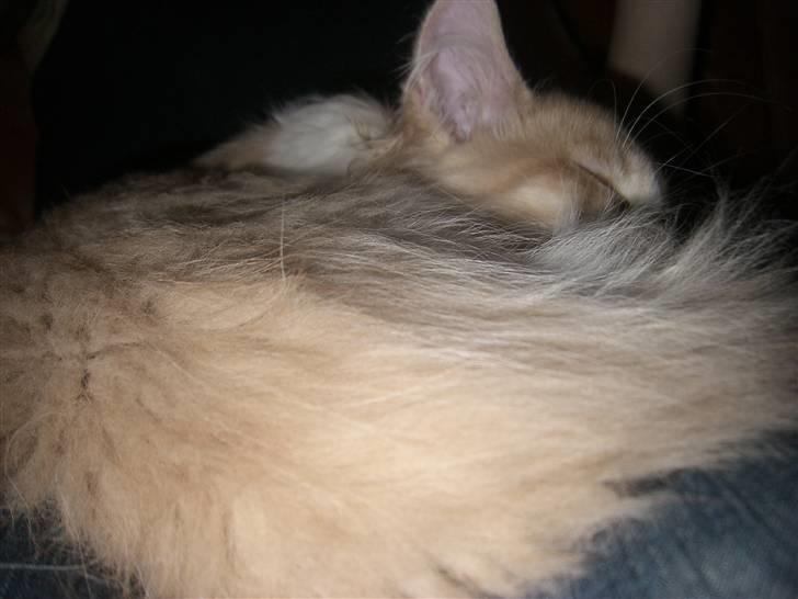 Maine Coon Charlie - ZzZzZz drømmer sødt billede 6