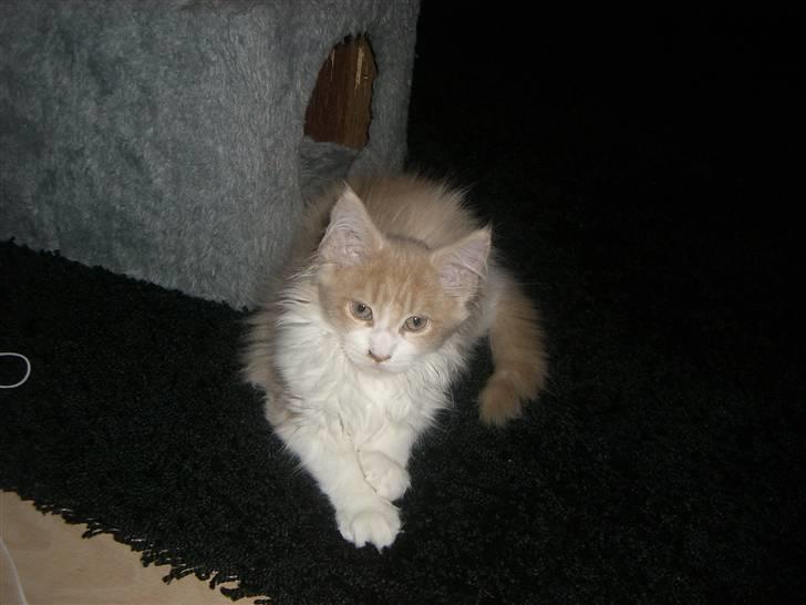 Maine Coon Charlie - Igen tages billeder! billede 7