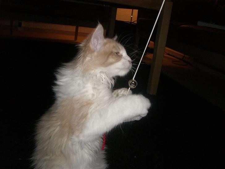 Maine Coon Charlie - dø mus!  billede 8