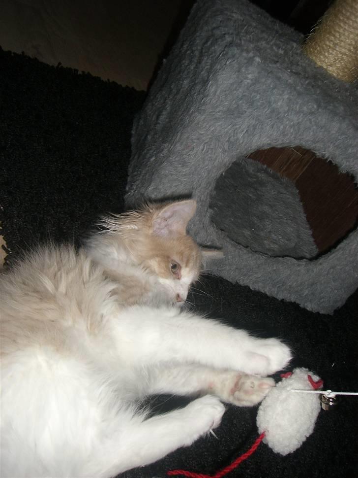 Maine Coon Charlie - Lege ;) billede 9