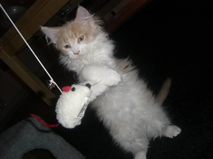 Maine Coon Charlie - Hvad var det?  billede 10