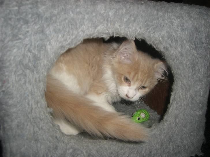 Maine Coon Charlie - Ej ikke tages billeder i min hule!! billede 11