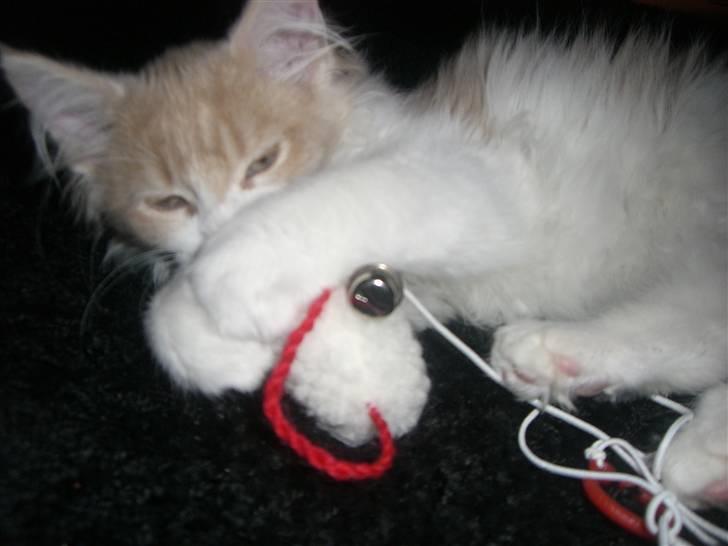 Maine Coon Charlie - Nu gider jeg altså ikk lege mere!! billede 12