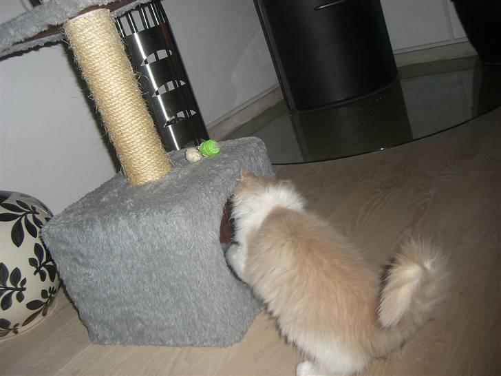 Maine Coon Charlie - Hvad laver den mus i min hule!! billede 13