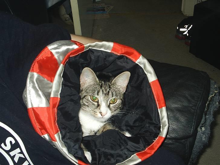 Huskat Pjevs billede 9