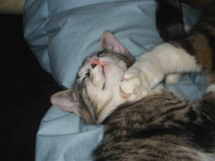 Huskat Pjevs billede 10