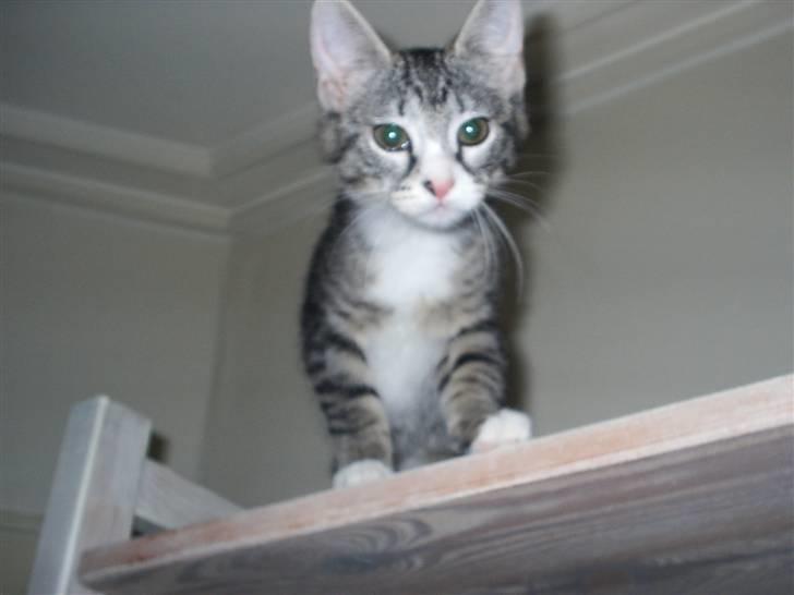 Huskat Pjevs billede 11