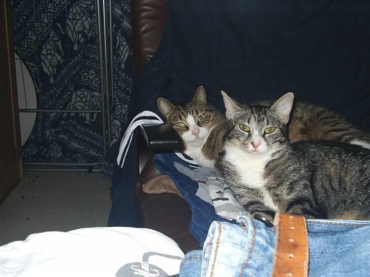 Huskat Pjevs billede 12