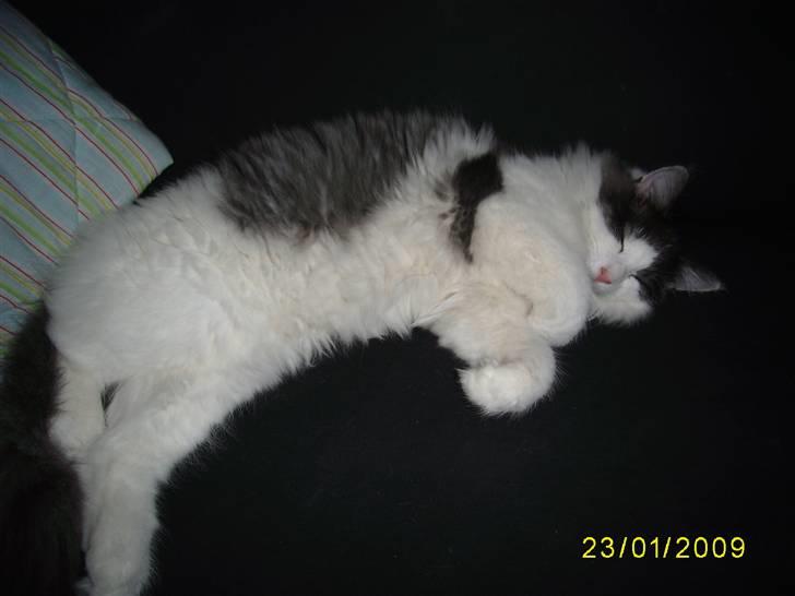 Norsk Skovkat Dk Buum-Cats Boldsen billede 1