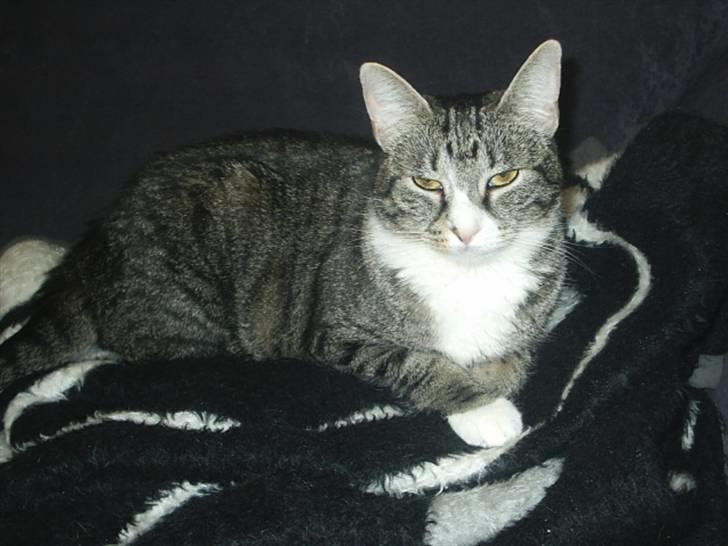 Huskat Pjevs billede 13