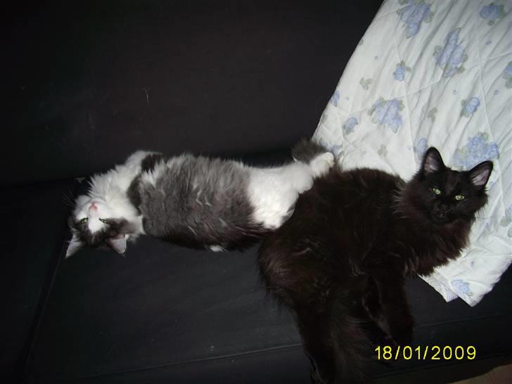 Norsk Skovkat Dk Buum-Cats Boldsen billede 2