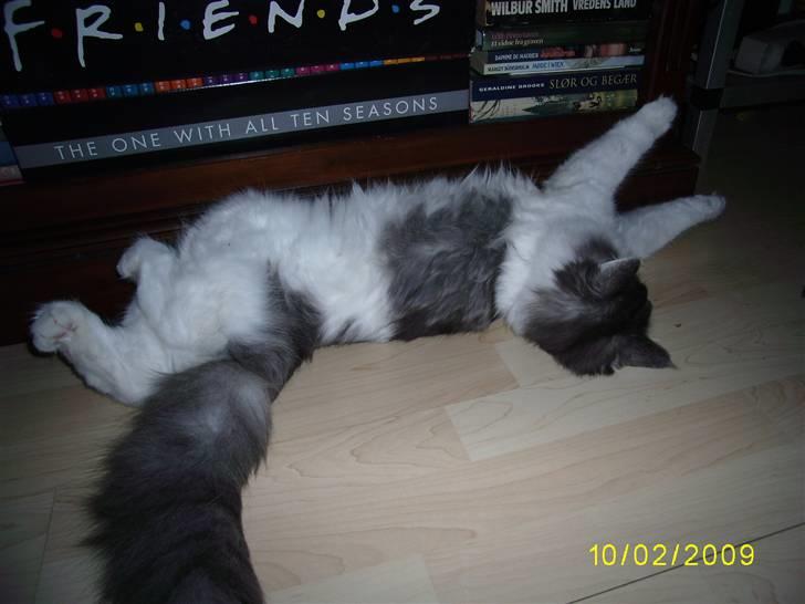 Norsk Skovkat Dk Buum-Cats Boldsen billede 3