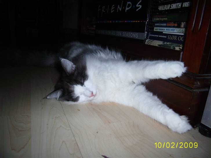 Norsk Skovkat Dk Buum-Cats Boldsen billede 4