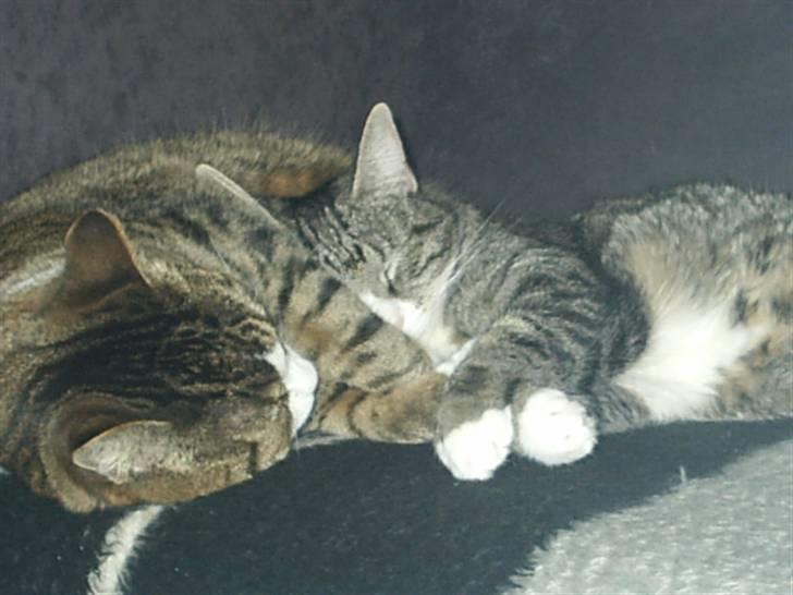 Huskat Pjevs billede 15