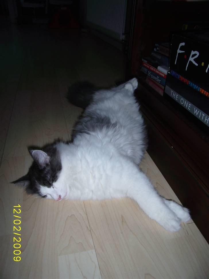 Norsk Skovkat Dk Buum-Cats Boldsen billede 5