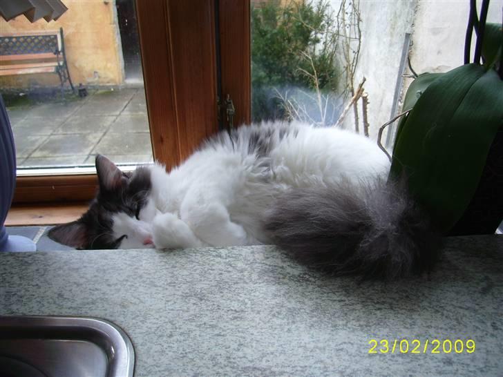 Norsk Skovkat Dk Buum-Cats Boldsen billede 6