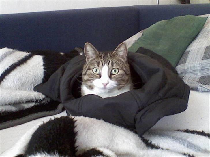 Huskat Puma billede 16