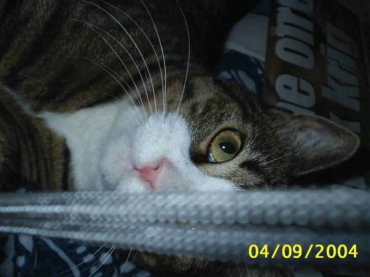 Huskat Puma billede 17