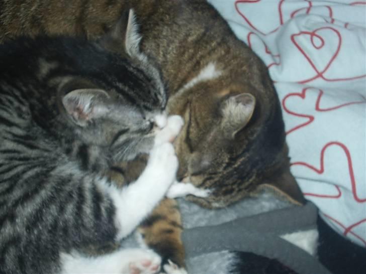 Huskat Puma billede 18