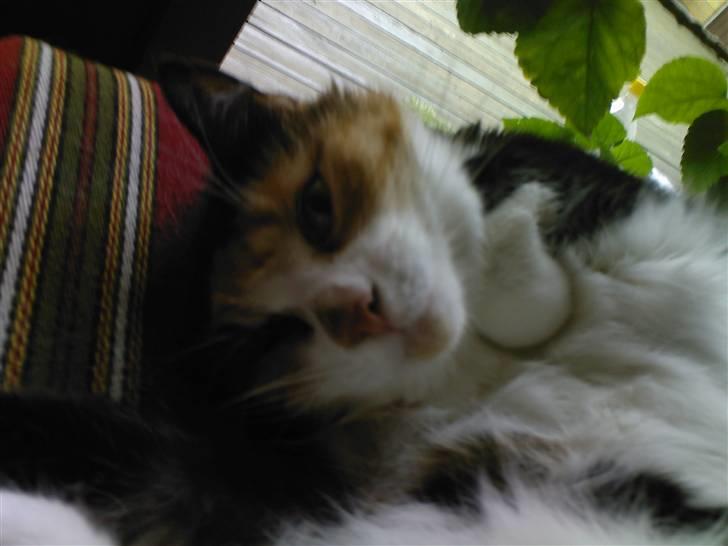 Huskat Sisse billede 9