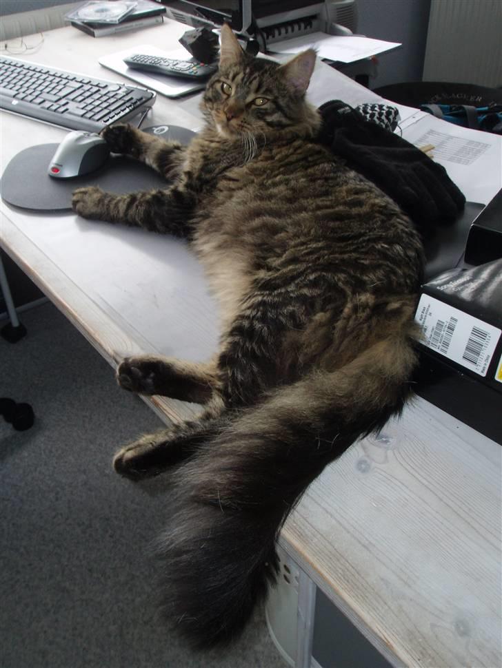 Maine Coon Uzuri (Zuri) - Jeg slanger mig på "storebror´s" skrivebord billede 13
