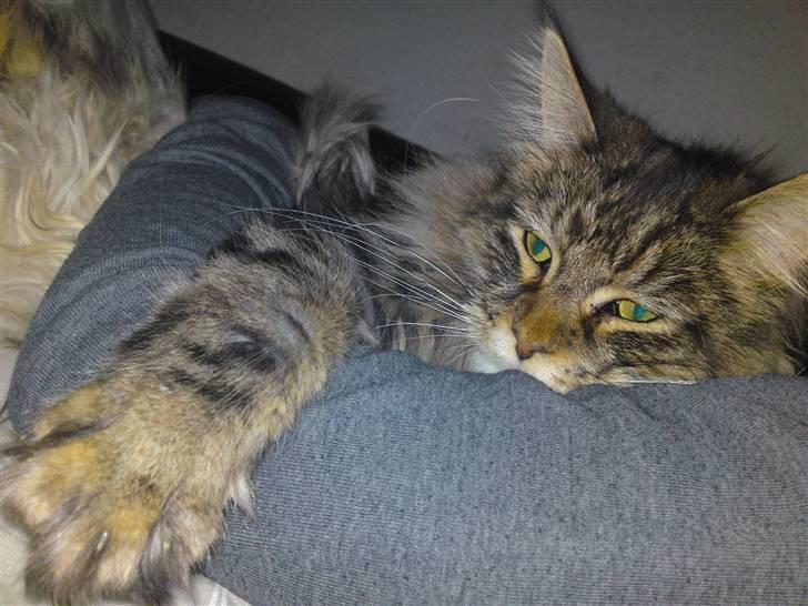 Maine Coon Olli billede 16