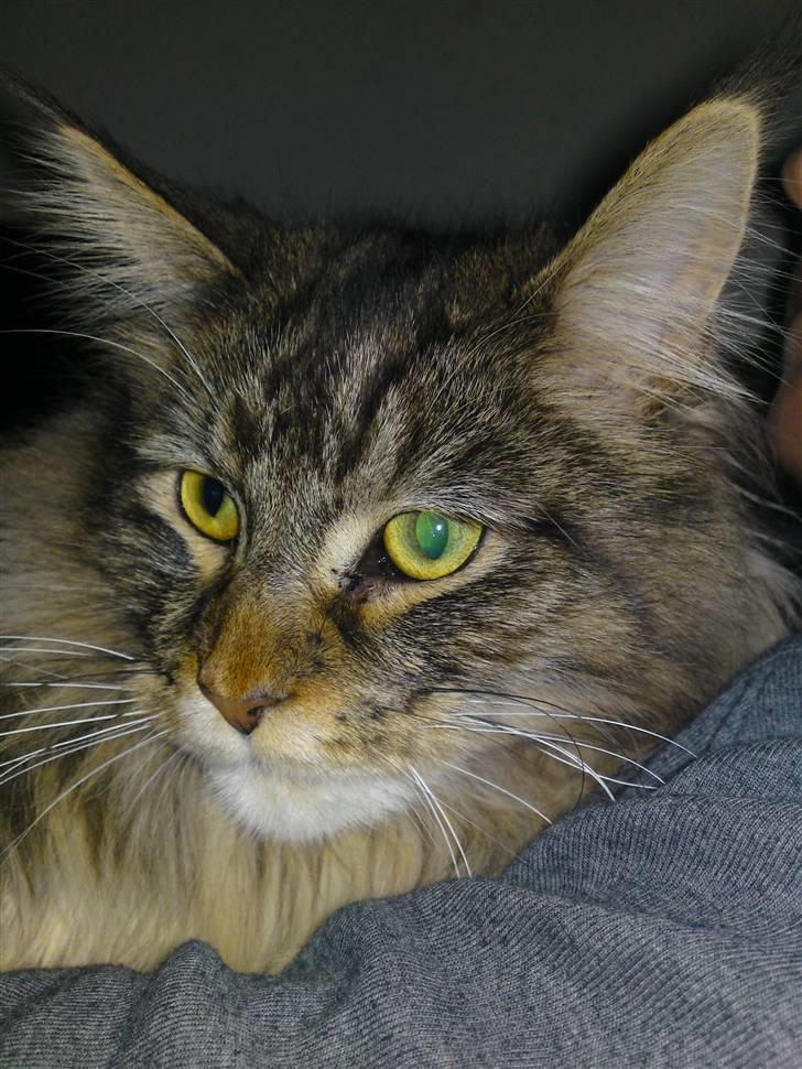 Maine Coon Olli billede 17