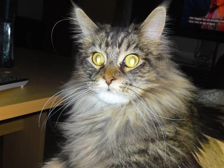 Maine Coon Olli billede 18