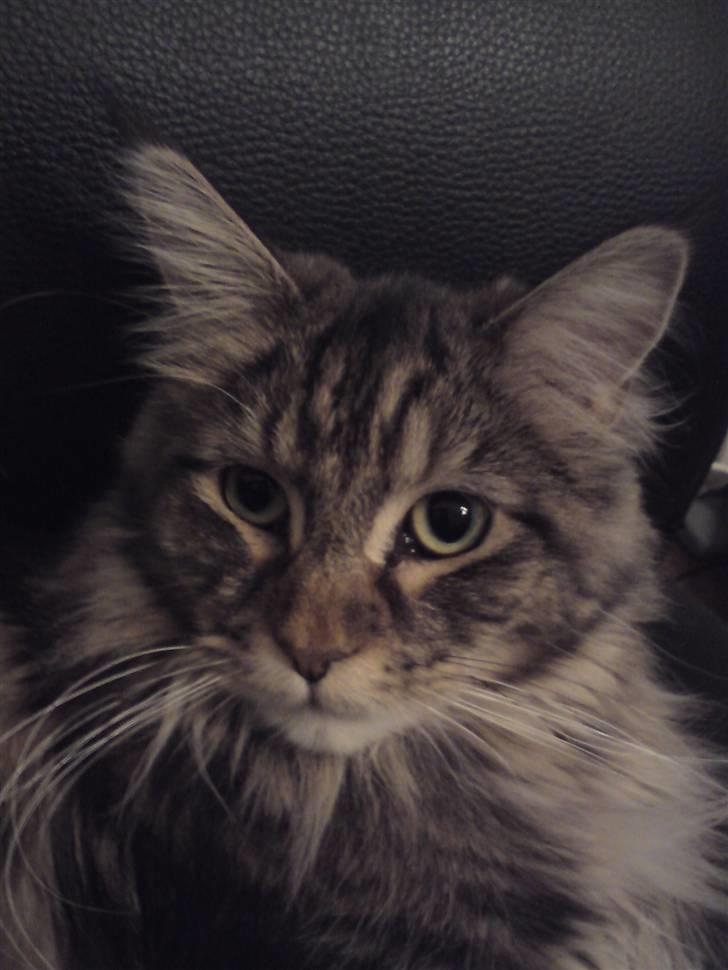Maine Coon Olli billede 19