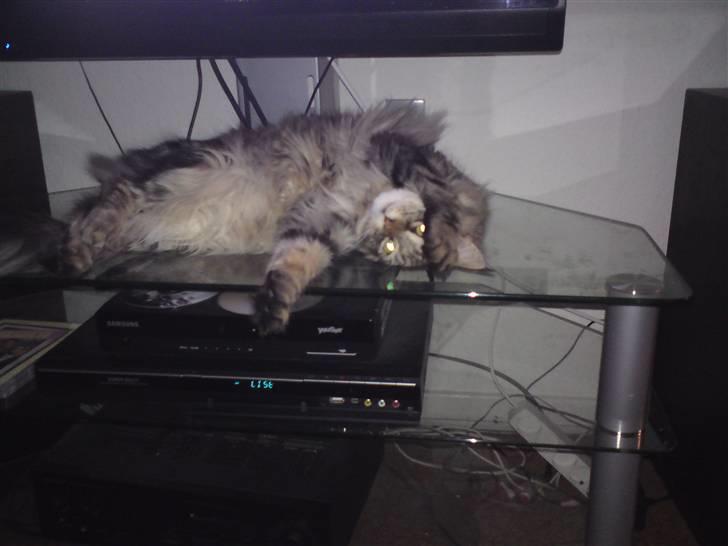 Maine Coon Olli billede 20