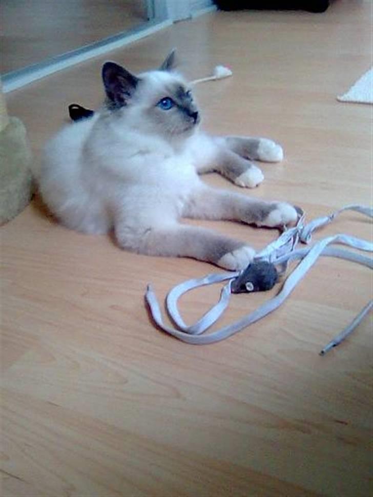 Hellig Birma BeautyQueen (aka Molly) - Fra den første dag hjemme hos mig. billede 15