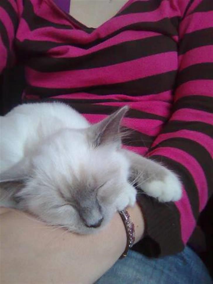 Hellig Birma BeautyQueen (aka Molly) billede 16