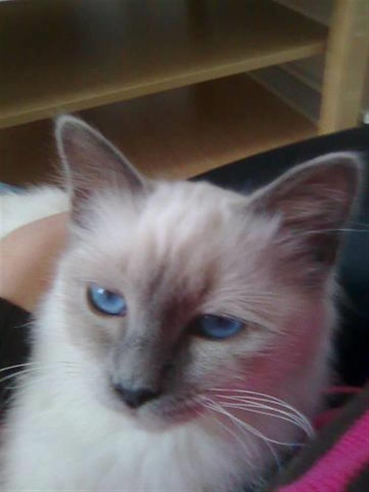 Hellig Birma BeautyQueen (aka Molly) - "Baby´s got blue eyes" billede 17