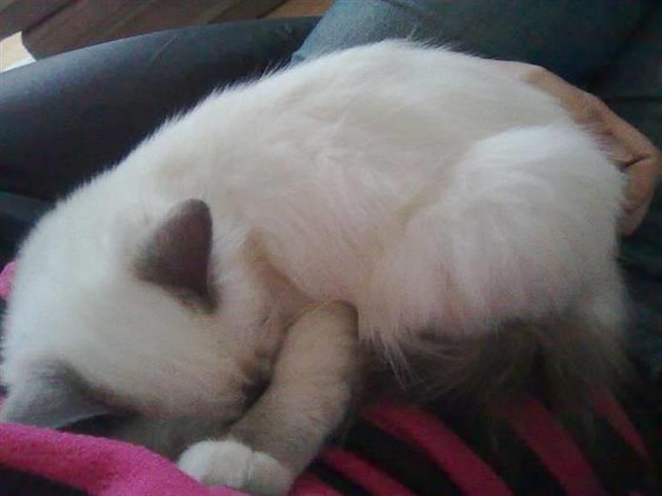 Hellig Birma BeautyQueen (aka Molly) - Hardcore put-sovning billede 18