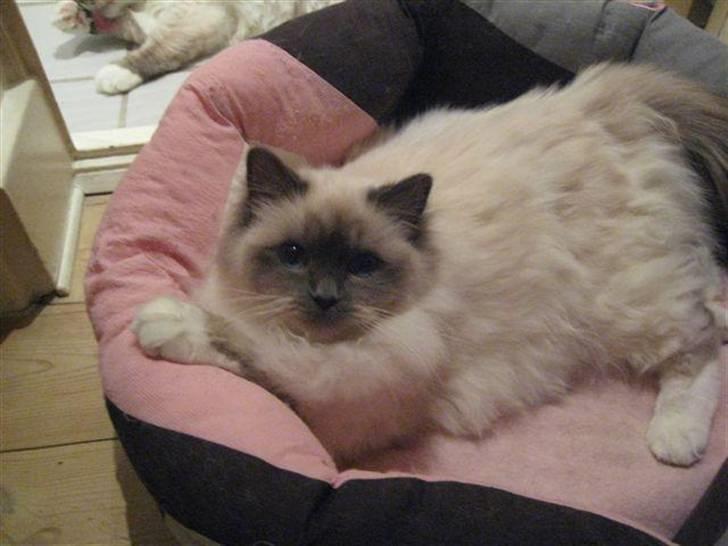 Hellig Birma CHANEL VON GOTT. - Tror jeg har tjek på det hele hi hi. billede 1