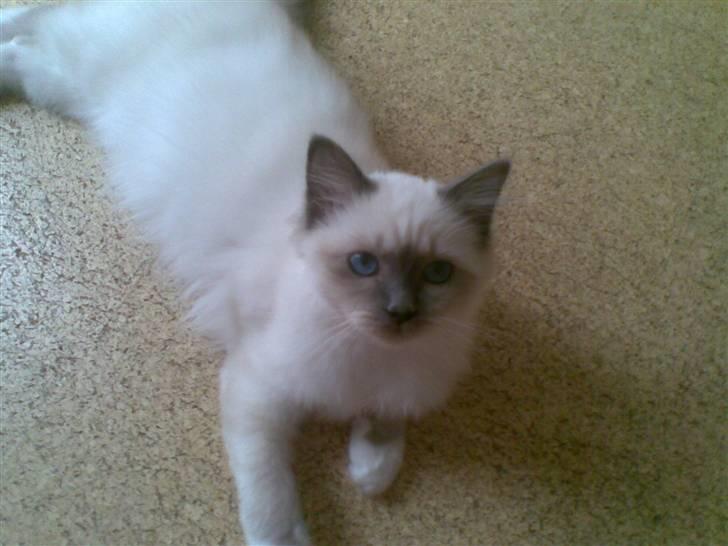 Hellig Birma CHANEL VON GOTT. - Ligger lige og hygger mig. billede 2