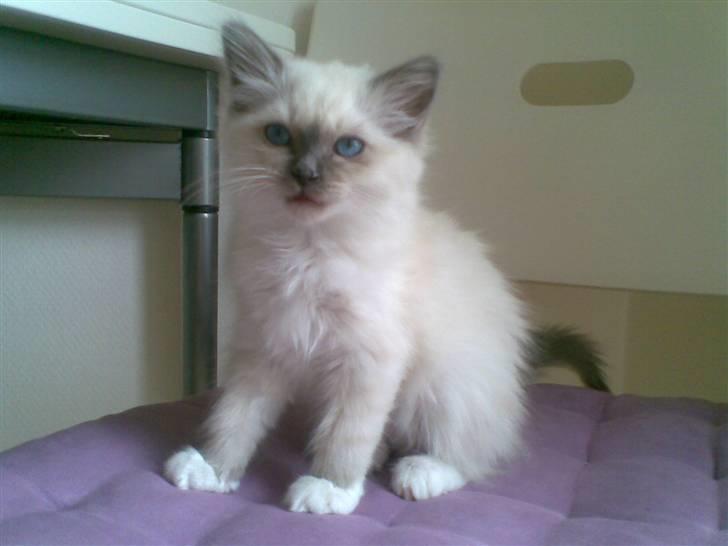 Hellig Birma CHANEL VON GOTT. - En rigtig lille prinsesse. billede 3