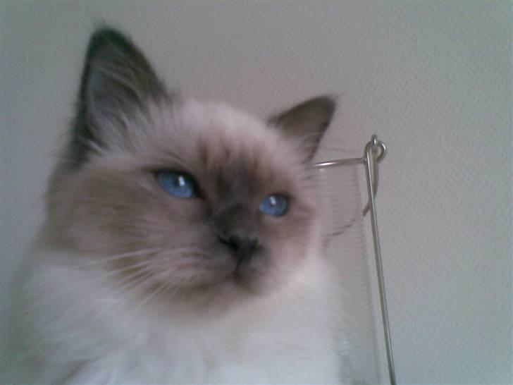 Hellig Birma CHANEL VON GOTT. - Jeg har overblikket. billede 4