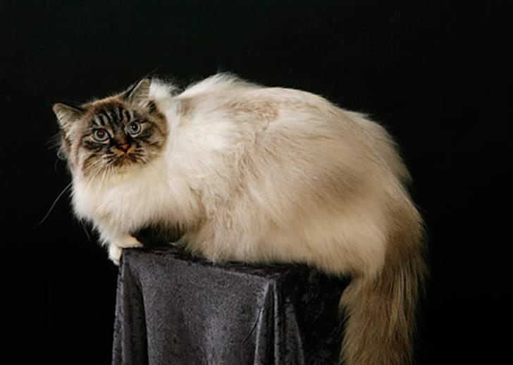 Hellig Birma MISS LORELEI'S COCIO.R.I.P 2011. - Er jeg ikke skøn? billede 1