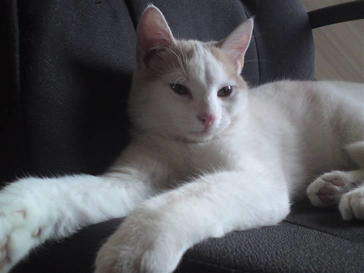 Huskat Tut billede 11