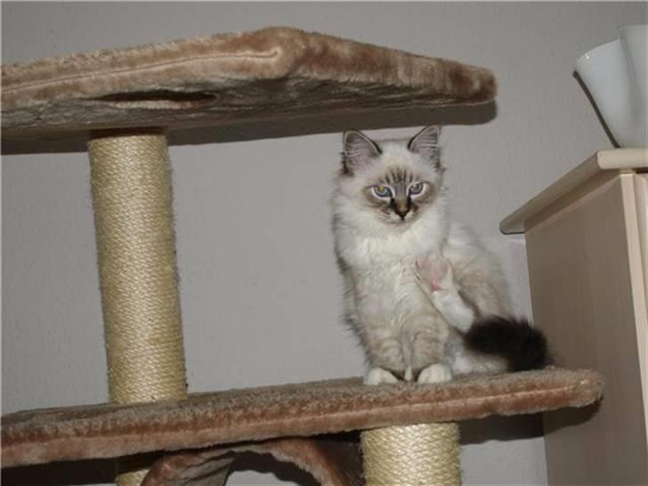 Hellig Birma MISS LORELEI'S COCIO.R.I.P 2011. - Se hvor flot jeg kan løfte mit bagben. billede 2