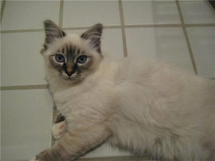 Hellig Birma MISS LORELEI'S COCIO.R.I.P 2011. - Hvad er i ude på, jeg bestemmer her i huset. billede 3