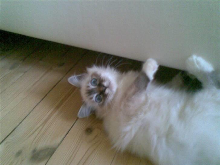 Hellig Birma MISS LORELEI'S COCIO.R.I.P 2011. - Prøver at komme ind under sofaen. billede 4