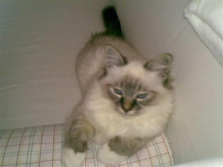 Hellig Birma MISS LORELEI'S COCIO.R.I.P 2011. - Jeg tager en lille lur på mors pude. billede 5