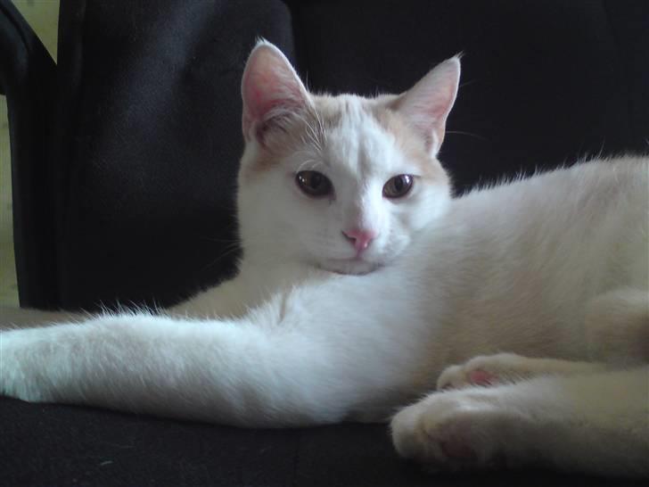 Huskat Tut billede 12