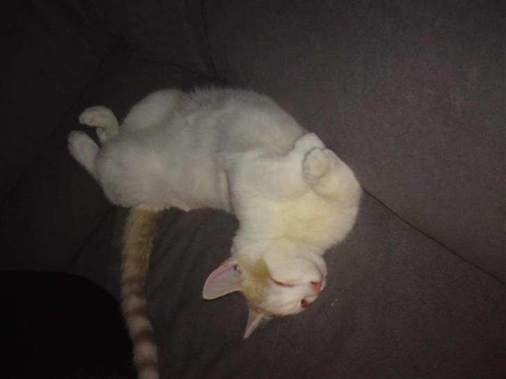 Huskat Tut billede 13