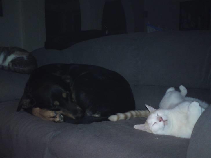 Huskat Tut billede 14