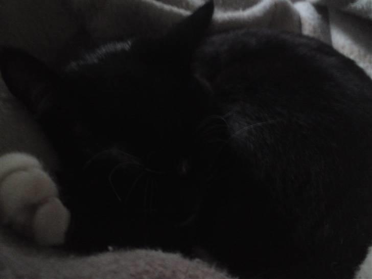 Huskat Tutten billede 15