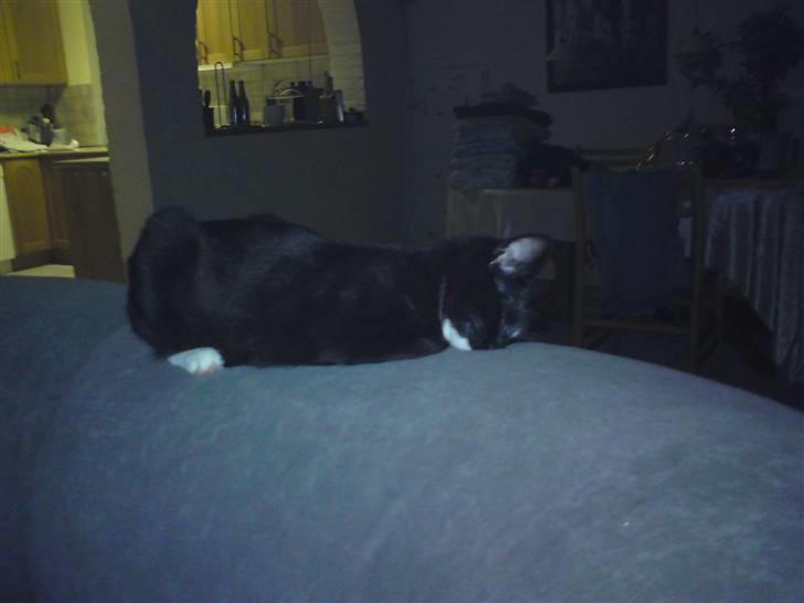 Huskat Tutten - Efter en lang dag med leg så er det tid til en lur! billede 16