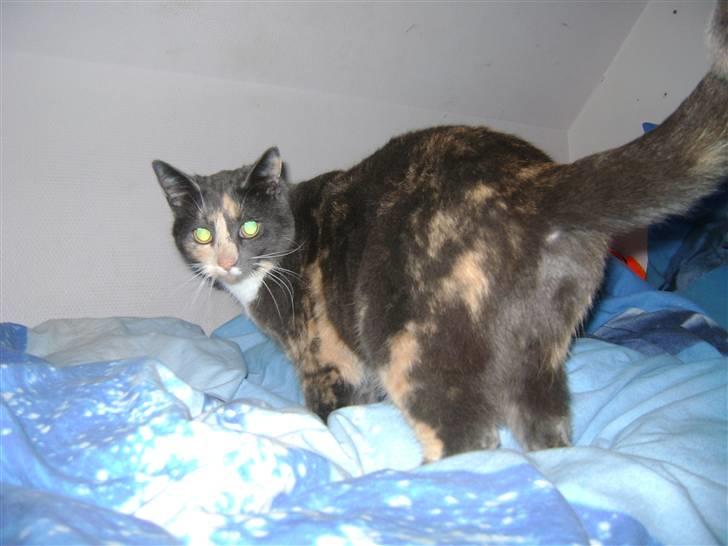 Huskat cocio( nye billeder) billede 20